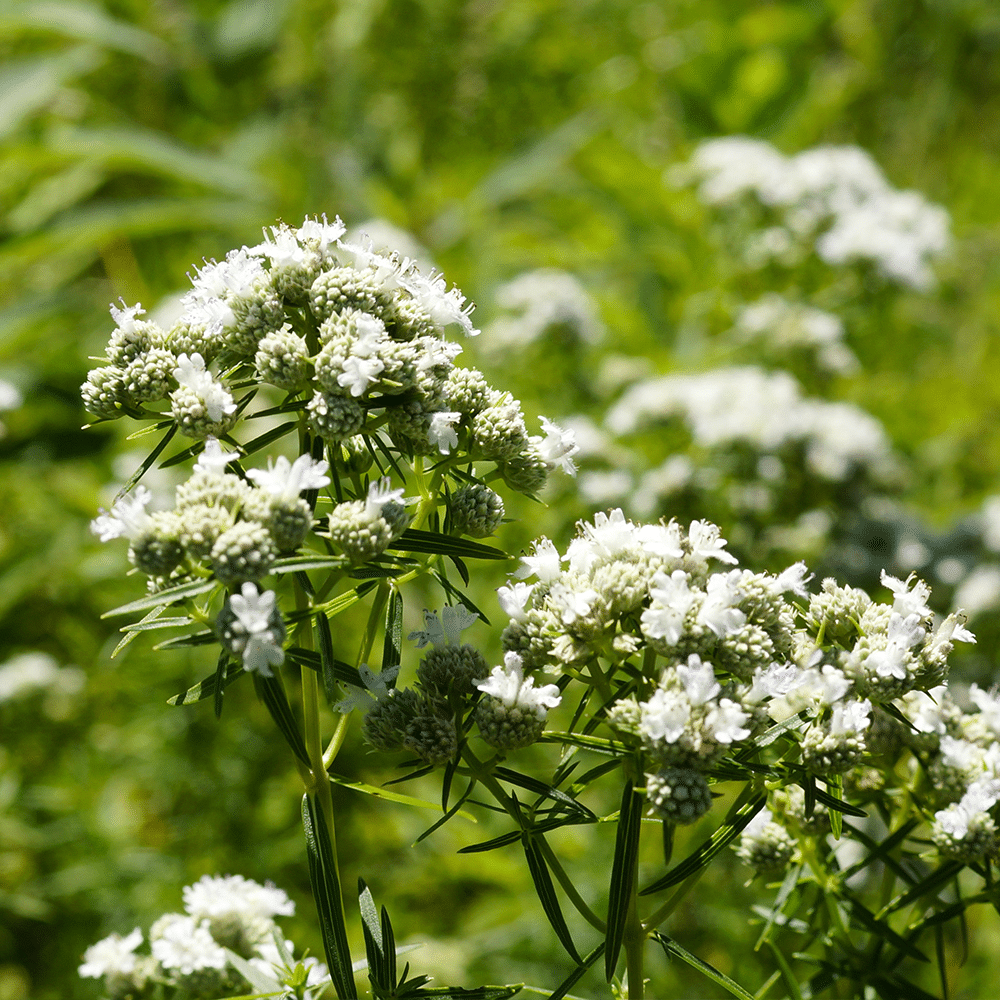 Mountain Mint – Hardy Wildflower Garden Seeds