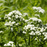 Mountain Mint – Hardy Wildflower Garden Seeds