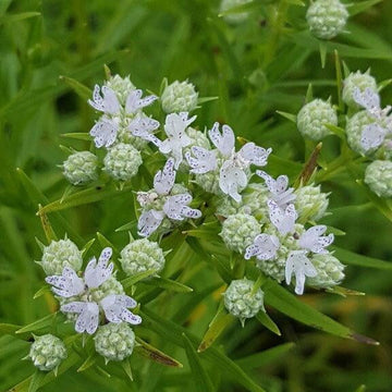 Pycnanthemum virginianum Mountain Mint perennial plant seeds for native gardens