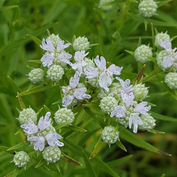 Pycnanthemum virginianum Mountain Mint perennial plant seeds for native gardens