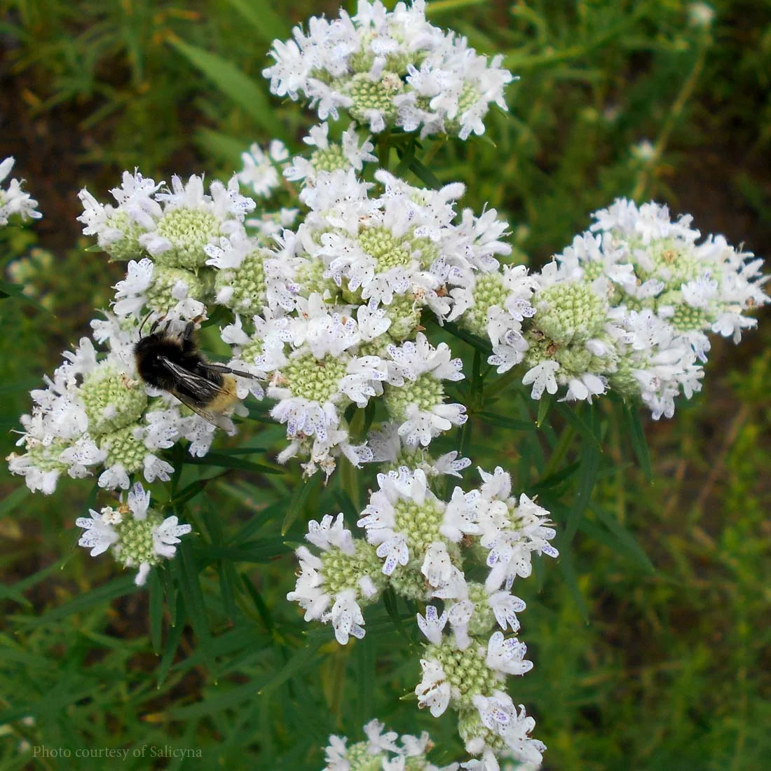 Mountain Mint herb garden seeds Pycnanthemum virginianum for native planting