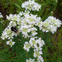 Mountain Mint herb garden seeds Pycnanthemum virginianum for native planting