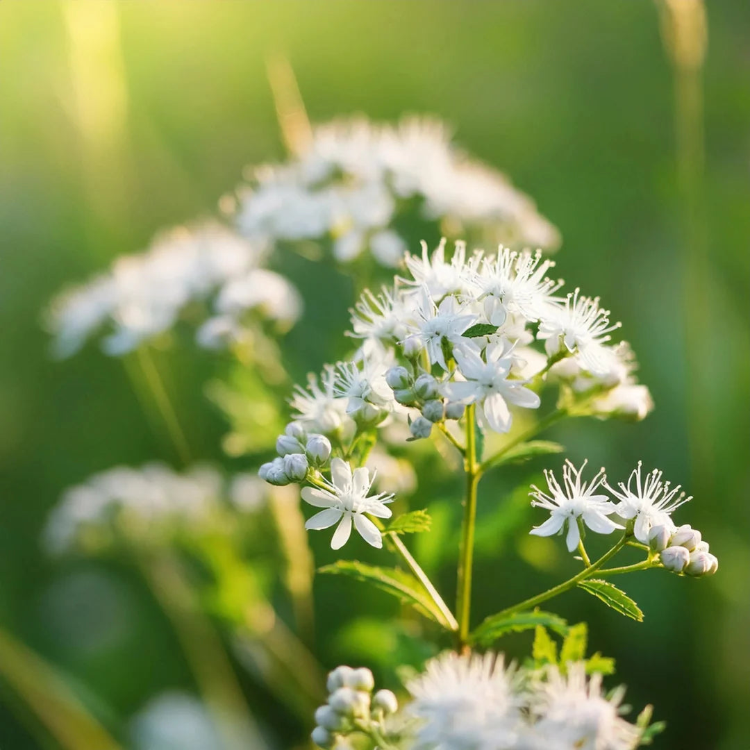 Mountain Mint botanical seeds for native plant beds and naturalized landscapes