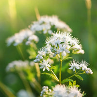 Mountain Mint botanical seeds for native plant beds and naturalized landscapes