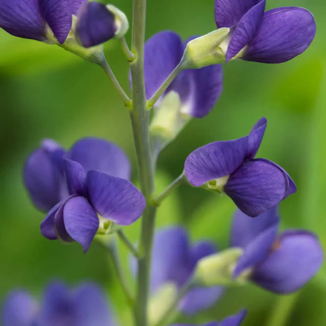 Blue Wild Indigo Seeds, Baptisia australis for Flower Garden Planting