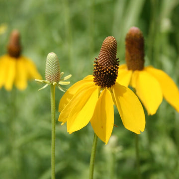 Long Headed Coneflower – Hardy Wildflower Garden Seeds