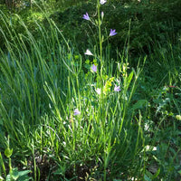 Rapunzel Rampion Seeds – Campanula rapunculus Planting Seeds