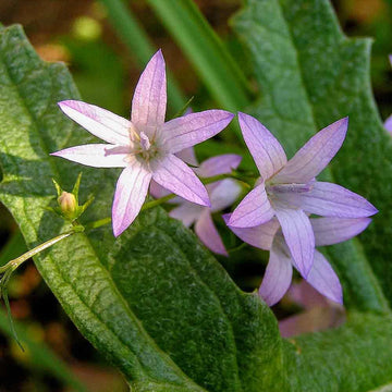 Campanula rapunculus Rapunzel Rampion plant with green foliage and pale blue bell-shaped flowers growing in a garden.
