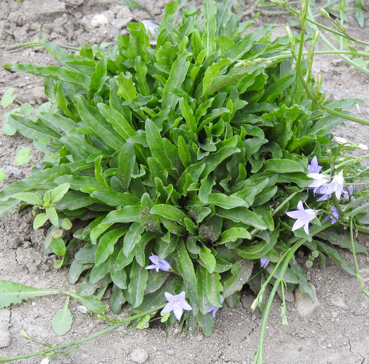 Rapunzel Planting Seeds – Campanula rapunculus Garden Seeds
