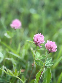 Red Clover Trifolium Pratense – Garden Cover Crop Seeds