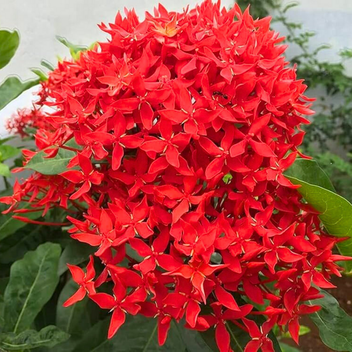 Red Ixora Coccinea Jungle Geranium Tropical Flowering Shrub Seeds
