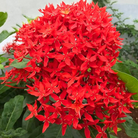 Red Ixora Coccinea Jungle Geranium Tropical Flowering Shrub Seeds
