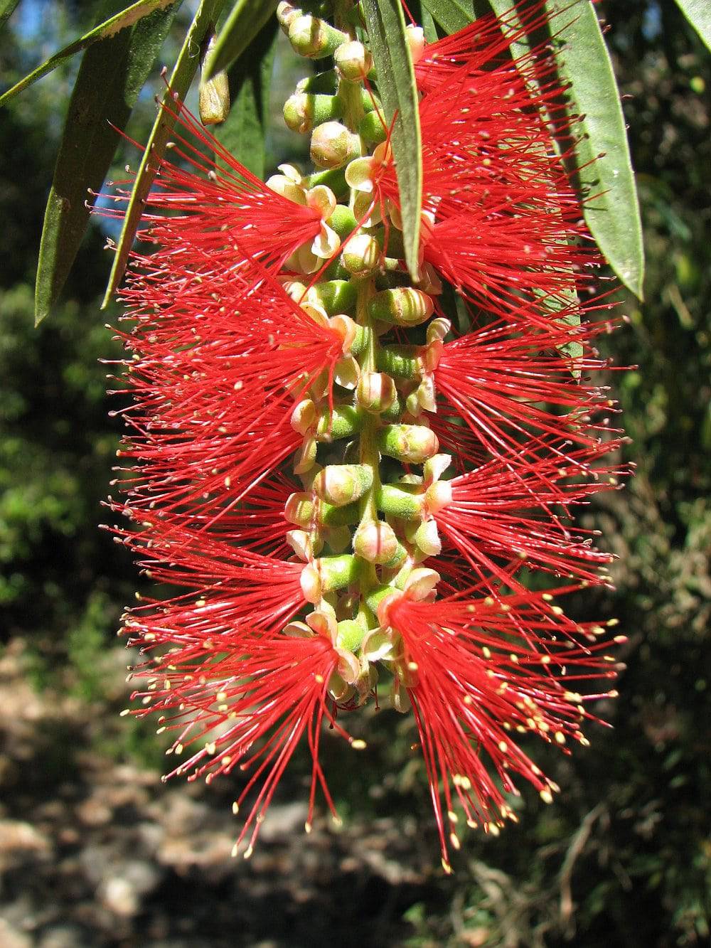 Callistemon Viminalis – Weeping Bottle Brush Tree Seeds