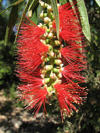 Callistemon Viminalis – Weeping Bottle Brush Tree Seeds