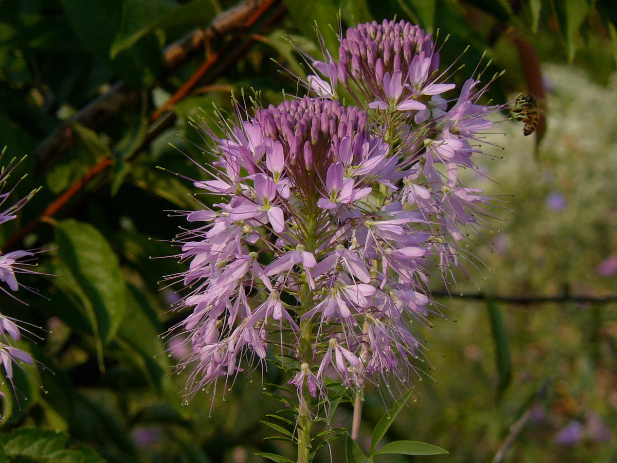 Rocky Mountain Bee Plant – Native Perennial Wildflower Seeds