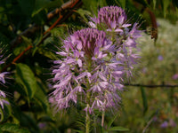 Rocky Mountain Bee Plant – Native Perennial Wildflower Seeds