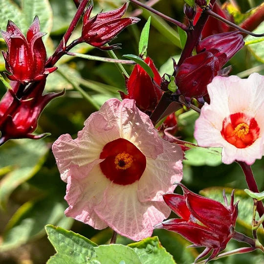Roselle Hibiscus sabdariffa plant with pale yellow flowers, dark red centers, green lobed leaves, and fleshy red calyces