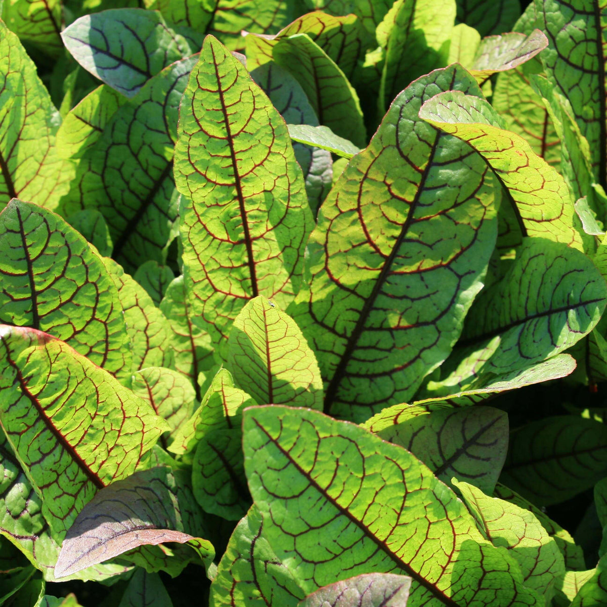 Red-Veined Dock perennial garden plant displaying colorful leaves in an ornamental planting bed.
