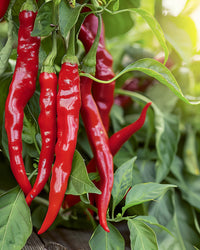 Yunnan Cayenne Pepper plant with green foliage and developing peppers growing in a sunny garden.