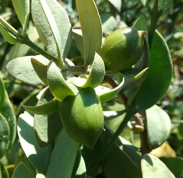 Jojoba Simmondsia chinensis evergreen desert shrub with dense woody branches and leathery gray-green oval leaves in a drought-tolerant landscape