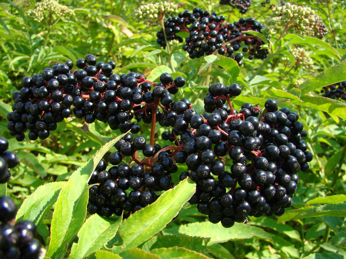 American Black Elderberry Seeds (Sambucus canadensis) for Garden Planting