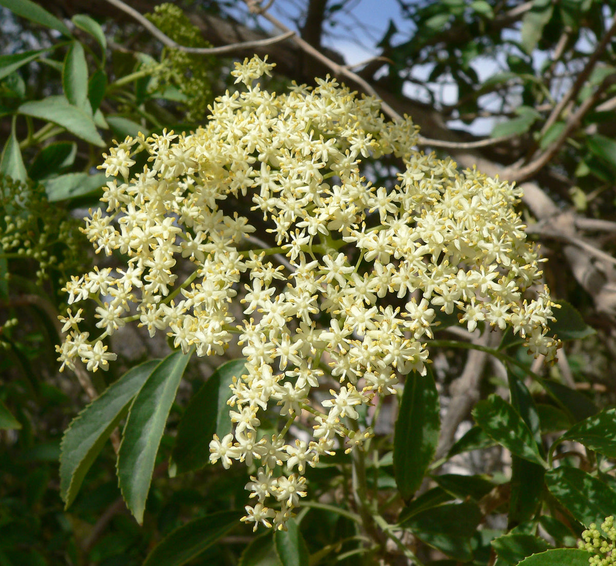 Mexican Elderberry (Sambucus mexicana) woody shrub displaying clusters of blue-black fruits, creamy-white flowers, and pinnately compound green foliage in a botanical garden.