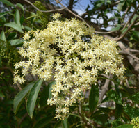 Mexican Elderberry (Sambucus mexicana) woody shrub displaying clusters of blue-black fruits, creamy-white flowers, and pinnately compound green foliage in a botanical garden.