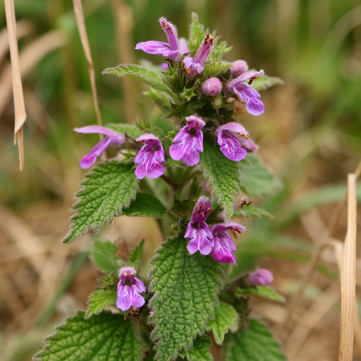 Black Horehound Ballota nigra perennial herb plant with hairy green leaves, upright branching stems, and clusters of pinkish-purple flowers