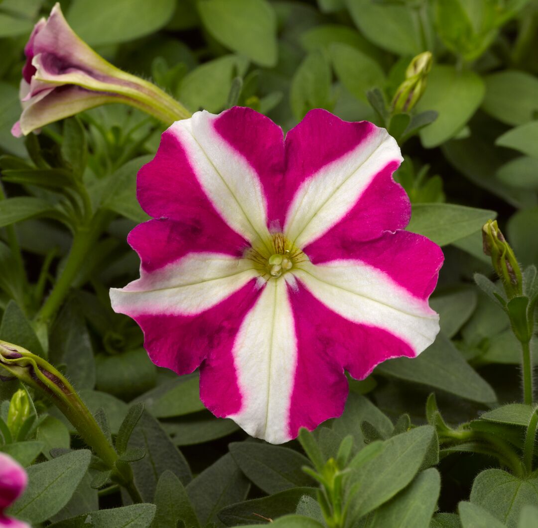 Petunia Star Rose – Annual Flower Seeds