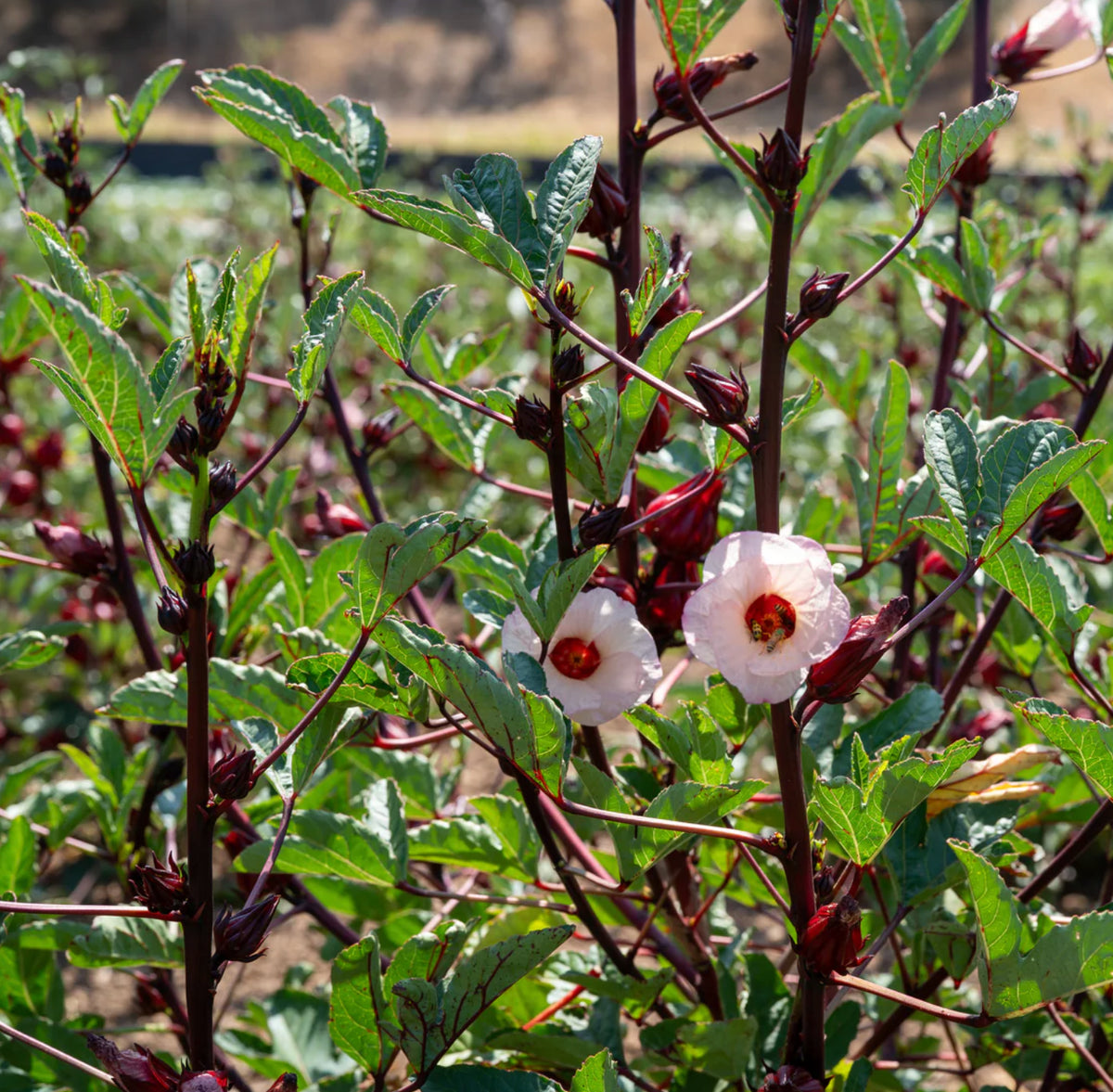 Roselle Flower Seeds – Hibiscus sabdariffa for Home Garden Growing