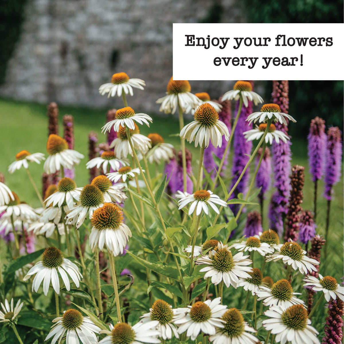 Perennials to Plant in Fall Seed Variety Pack - 6 Pack