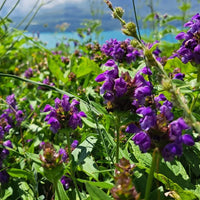 Common Self Heal perennial herb for home gardens, cottage borders, and naturalized landscapes.