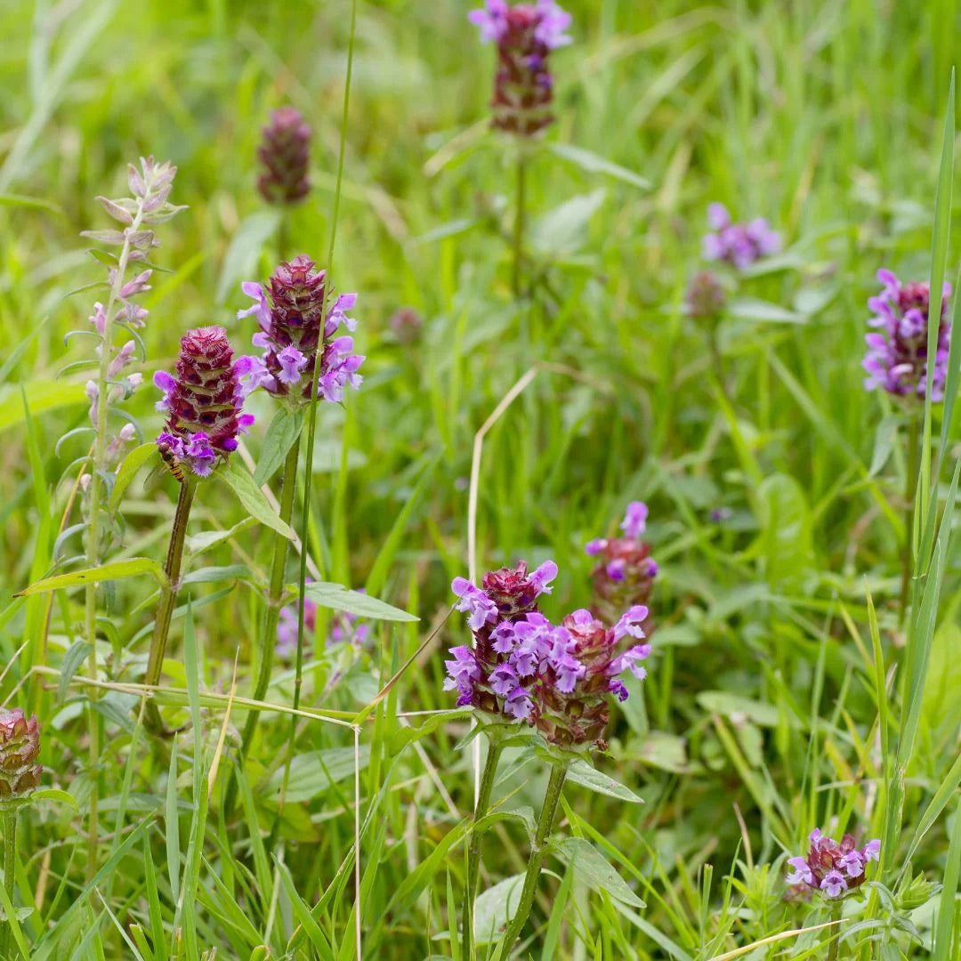 Essential Medicinals Self Heal Prunella vulgaris seeds for garden planting.