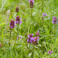 Essential Medicinals Self Heal Prunella vulgaris seeds for garden planting.