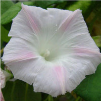 Silver Coins Japanese – Garden Flower Seeds