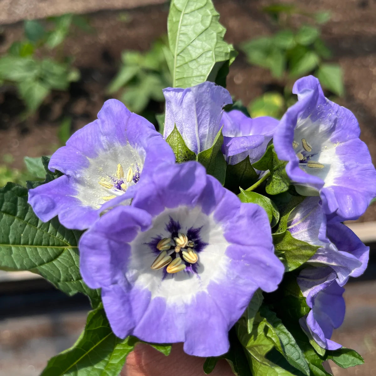 Shoo-Fly Plant Seeds – Nicandra physalodes Ornamental Garden Plant