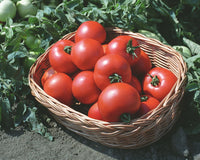 Polbig Red Slicer Tomato – Heirloom Vegetable Garden Seeds