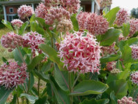 Showy Milkweed Asclepias – Perennial Garden Flower Seeds