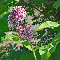 Common Milkweed – Native Wildflower Garden Seeds