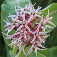 Showy Milkweed – Pollinator Friendly Wildflower Garden Seeds