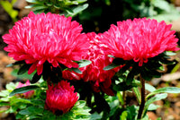 Aster Paeony Duchess Scarlet Callistephus Chinensis – Dwarf Garden Flower Seeds