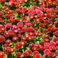 Red Bellis Flower – Annual Flower Seeds
