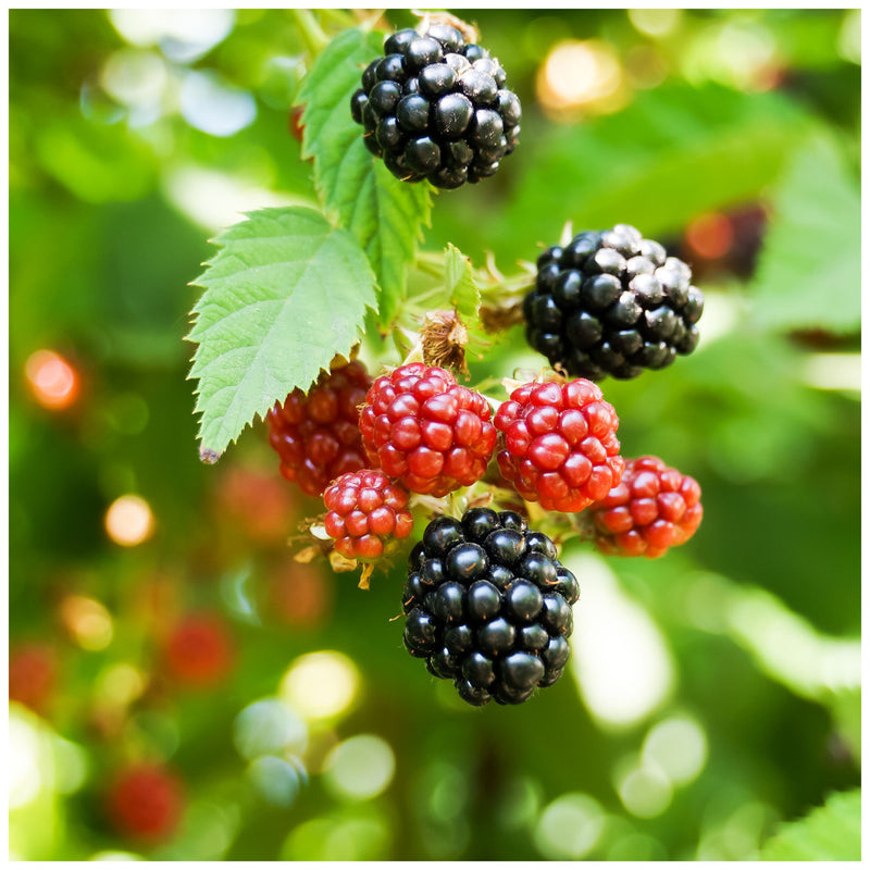 Wild Blackberry Rubus – Hardy Fruit Garden Seeds