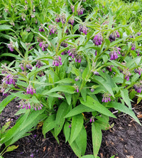 Symphytum officinale perennial True Comfrey growing in a naturalistic garden setting