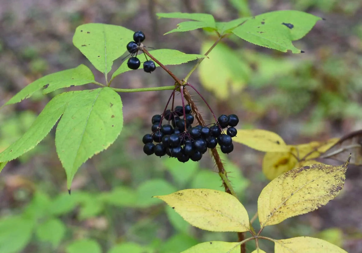 Eleuthero (Eleutherococcus senticosus) deciduous shrub displaying palmately compound green leaves, slender prickly stems, small clustered flowers, and dark fruits in a woodland garden.