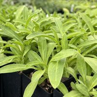 Yellow Dock Rumex crispus seeds for planting in a garden.