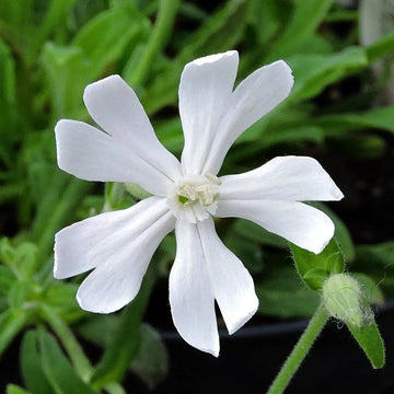 Xhosa Dream Root Silene capensis flowering plant seeds for botanical cultivation