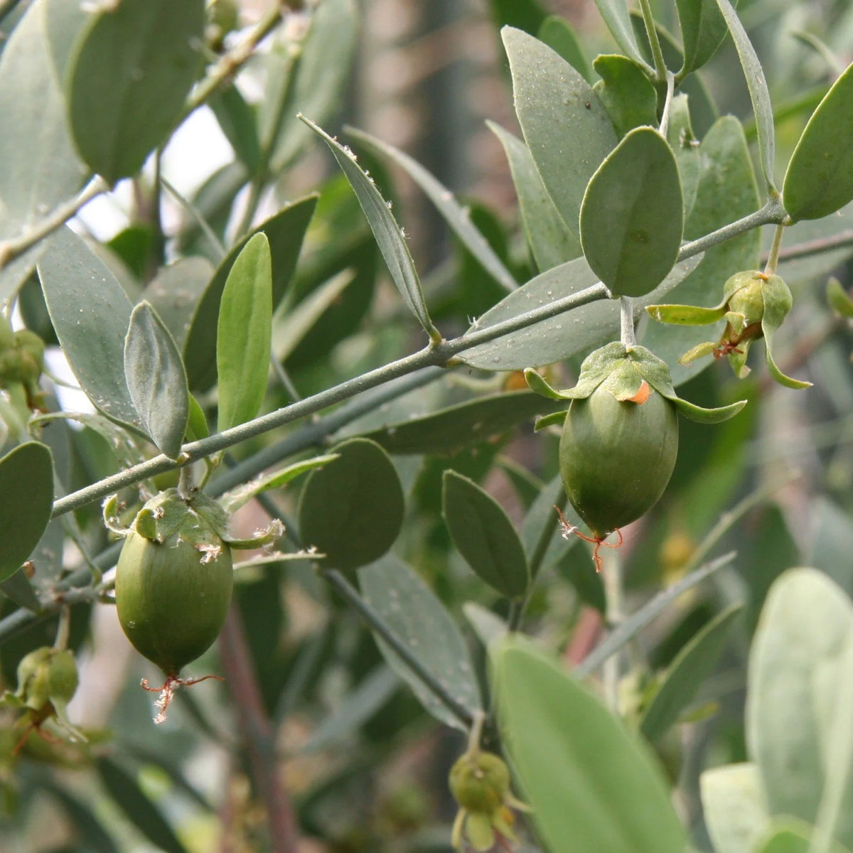 Jojoba Shrub Seeds – Simmondsia chinensis for Drought-Tolerant Landscaping