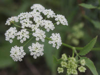 Sium sisarum Seeds – Skirret Garden Planting Seeds