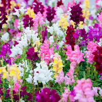 Snapdragon Trumpet Serenade – Garden Flower Seeds